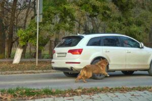 Florida Dog Bite Laws